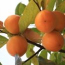 고산농장 이미지