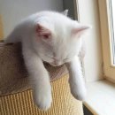 냐옹이 - 영등포구 | 냐옹이