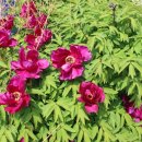 동그란,댕 이미지