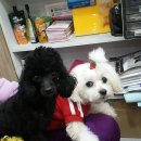 피닉스동물병원 이미지