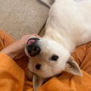 아란야 요가 이미지