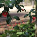 동백꽃약국 이미지