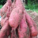 혜성농장 이미지