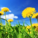 단델리온(Dandelion)