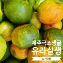 유라농원 | 고당도 제주 노지감귤 유라실생 알고있나요?
