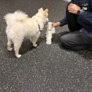 KNOLLO(놀로) | 청담 놀로(knollo) 행동교육 후기｜강아지 짖음 5회차 변화 + 비용 (설채현 수의사 상담)