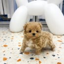 오독안심분양센터 강아지분양 고양이분양 하남점 이미지