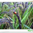 고대미농장 이미지