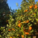 선영이네농장 이미지