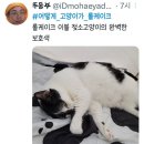 전국 젖소고양이 집합중인 트위터 이미지