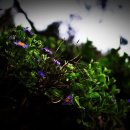 전촌1리 이미지