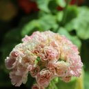 미미&코코 이미지