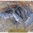 말봉바다낚시터 이미지