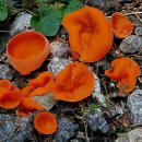 들주발버섯 [오렌지껍질버섯, Orange peel fungus] 이미지