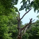 [지리산둘레길 3코스] 2017/05/28 인월-금계---(막걸리와 함께 하는 길)