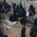 아성농장 이미지