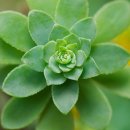 청암순대 이미지