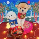 안독(Andog) 이미지