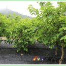 칠암 농장 이미지