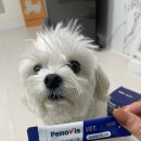초로동물병원 | 강아지 유산균 영양제 추천 페노비스 벳 강아지 면역력 높이는 법