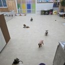 애견호텔 나무야 네이버블로그