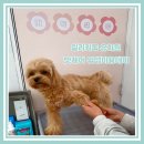 미용하개 이미지