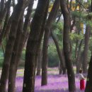 자연송림 이미지