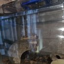 [사육일기]하... 아시나요? 블랙아이크랩 탈출 엄청 잘한다는거...탈출왕 &lt;블랙아이크랩&gt; 수명, 먹이, 특징