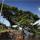 제주 수산리 곰솔 이미지