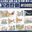 단미인 | 4살 진도개, 교상 단미 꼬리 자르기 수술 후기 #130만 #대형견
