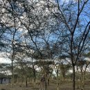 기린사우나 | 5. 탄자니아 7박 9일 여행 아모트래블 내돈내산 후기(넷째날_기린숙소)