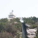 [클릭하세요] 군항의 도시 벚꽃에 물들이다! 벚꽃 로망스 진해 군항제! [무박여행] 이미지