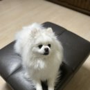 오창동물병원 | 구름이 건강검진 후기 오창 웰니스 동물병원