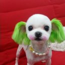 개 편한 애견샵 이미지