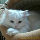 정자프라임동물병원 이미지