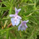 로즈마리 이미지