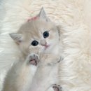 랙돌캐터리 아이돌스 전주고양이분양 | 고양이 분양은 건강한 아이들이 있는 퍼스트캣에서