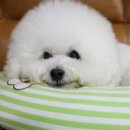 반려동물보감연구소 이미지