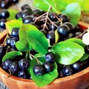아로니아 이미지