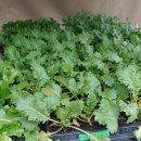 장기농약사 이미지