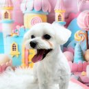 멍뭉펫살롱 이미지