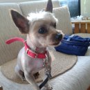 동물병원 퍼피하우스 이미지