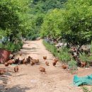 백일농장 이미지