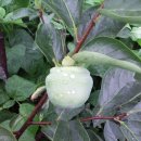 병현농장 이미지