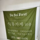 희귀식물 많은 구미 금오산 근처 식물가게 디소이포헤