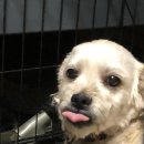 HI, MY DOG 이미지