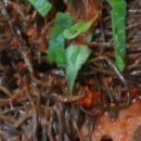 육일식당 이미지