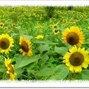 구불4길(구슬뫼길) 이미지