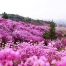 (여행) "꽃구경 준비 됬나!!!"...2024년 봄부터 겨울까지 가봐야 할 전국 꽃 명소 추천 이미지