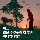 늙은 남편(男便)들의 비애(悲哀) 이미지